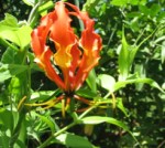 Glory Lily