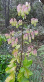 Live Leaf