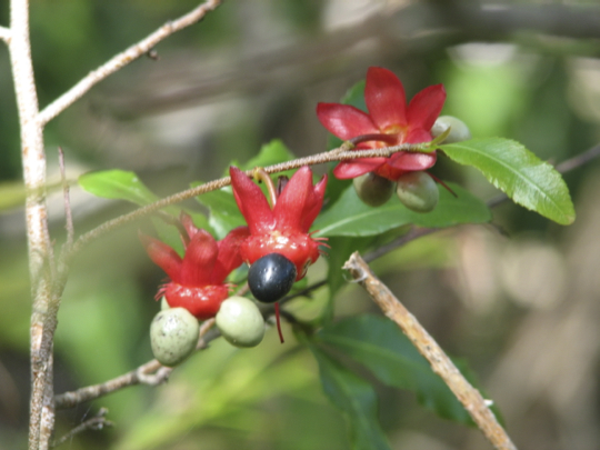 Mickey Mouse Plant Invades undisturbed native bushland and can become dense stands even in shady areas.