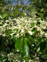 Native Jasmine