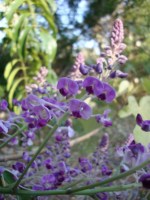 Native Wisteria