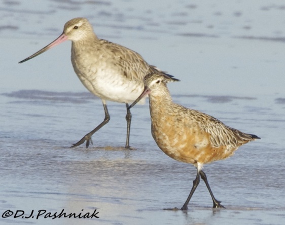 godwit