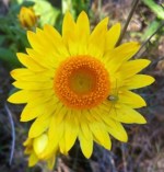 The everlasting paper daisy is now flowering in coastal areas
