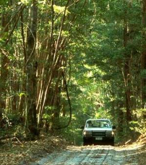 Fraser forest track