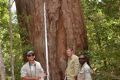 Scarred tree at Lake Bowarrady being assessed by Phil Fitzpatrick (SPSS), Wayne Tobane and Malcolm Burns (Jr), QPWS