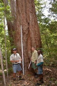Scarred tree at Lake Bowarrady being assessed by Phil Fitzpatrick (SPSS), Wayne Tobane and Malcolm Burns (Jr), QPWS