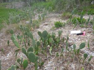 Prickly Pear infestation on Picnic Island