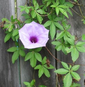 Coastal Morning Glory with their distinctive flowers can smother the canopy of other trees