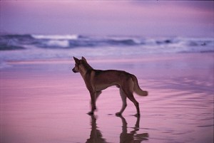 What values do you place on the Fraser Island dingo?