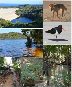 Figure (2) from paper: Iconic landscapes and biota characteristic of K’gari-Fraser Island.Fig b Debra Livingston; Fig d Mike Weston