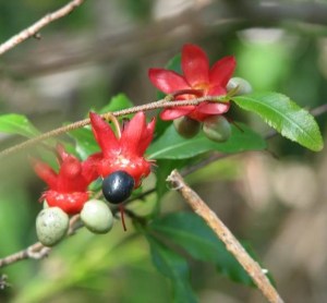 Mickey Mouse plant is flowering and fruiting now