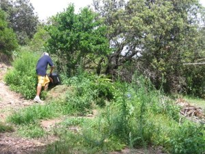 This photo captured a person tipping out lawn clippings, adding to the weed problems at ‘Problem Corner’