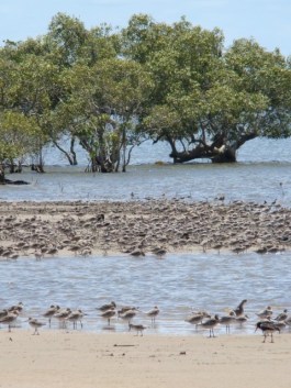 Few places in Australia offer such easy access to a comparably large assemblage of birds