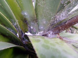 Pandanus Jamella infestation near Yidney bypass