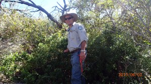 Ranger Blair O’Connor with recently located Bitou bush