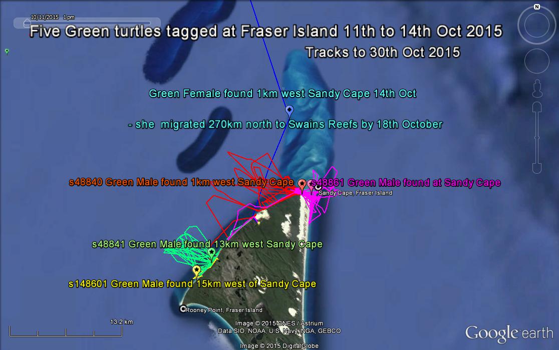 5 Green turtles tagged at Fraser Island 11 to 14 Oct 2015 - tracks to 30 Oct 2015