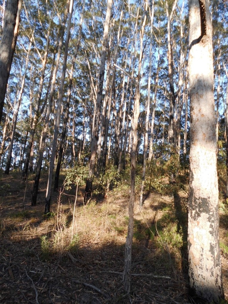 The experimental Blackbutt plantation, established by the Queensland Forestry Department in 1975, 40 years later.  The area lies adjacent to a mined area, over the hill.