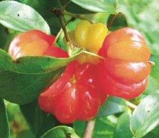 Brazilian cherry