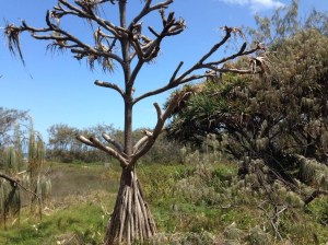 A dead pandanus tree, with a healthier plant behind it. It is these healthier plants that the biocontrol method aims to save