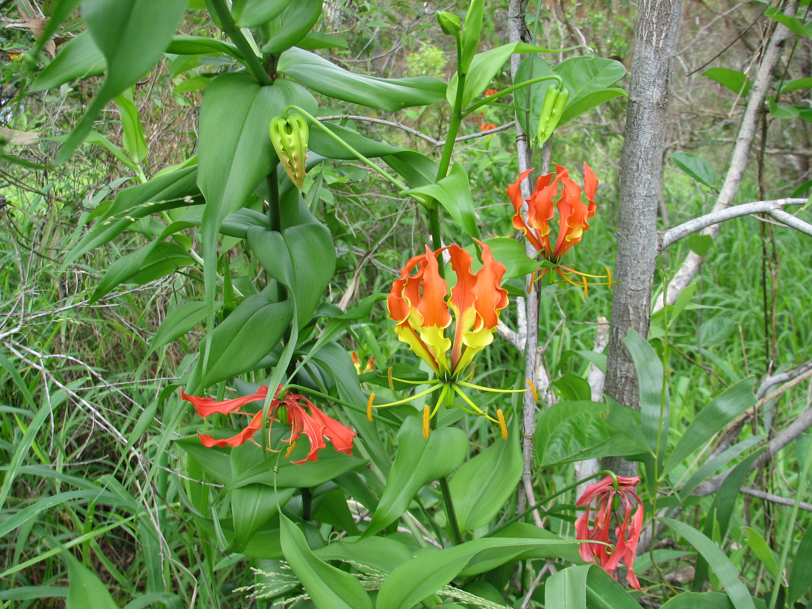 Glory lily