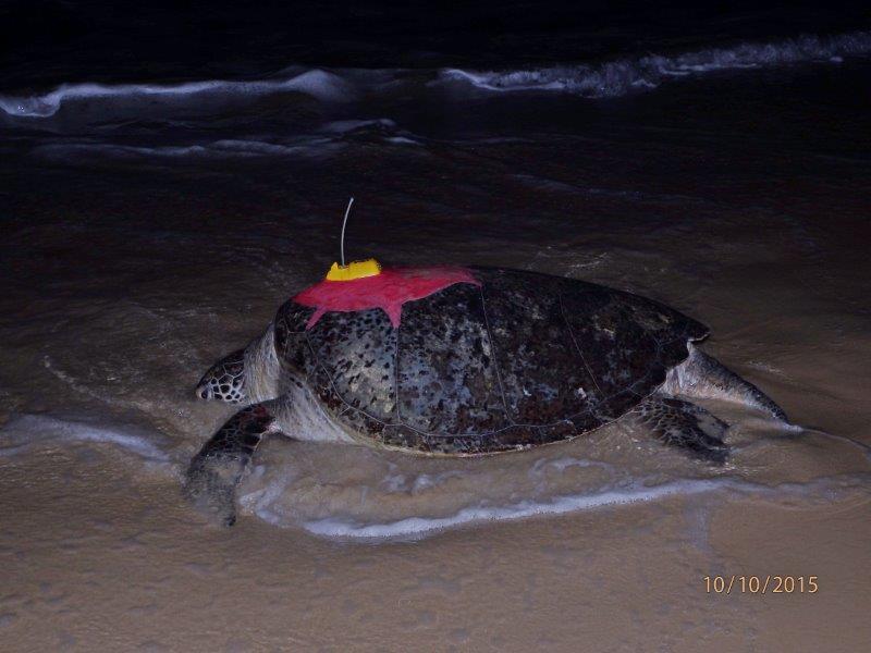 green turtle tracking