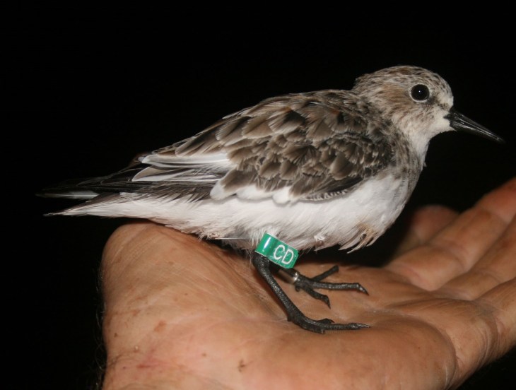 Another of our region’s remarkable shorebirds, the red-necked stint. Photo taken just prior to release, after banding.