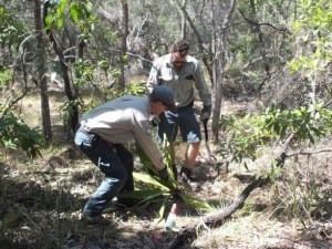 QPWS staff at work removing immature sisal