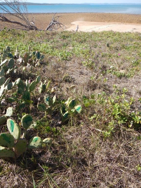 prickly-pear