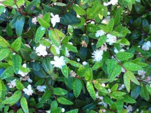 MidyimFlowers_SuzanneWilson