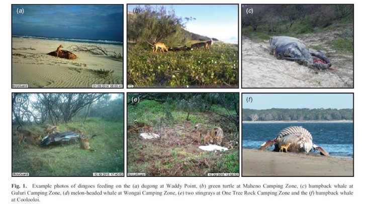 Behrendorffpaper_Dingo