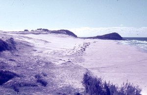PreSpinifex