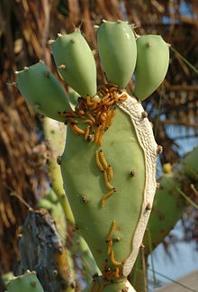 PricklyPear_Bio