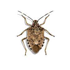 Gagini Insect Biosecurity Planning for Conservation: K’gari Case Study « FINIA