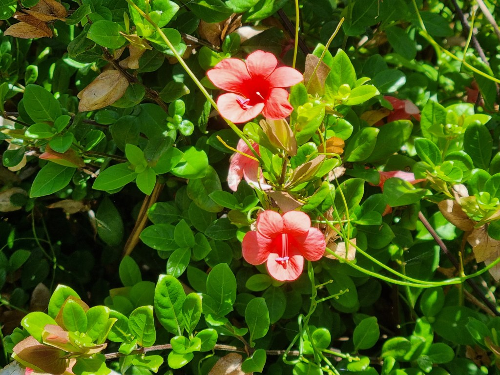 Coral creeper flowers