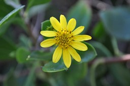 Bitou Flower Weed Spotters: Watch out for Bitou Bush « FINIA